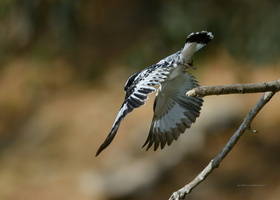 Pied-Kingfisher-(Ceryle-rudis)01