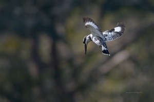 Pied-Kingfisher-(Ceryle-rudis)02