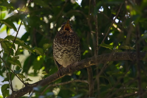 Pied-Thrush-(Geokichla-wardii)