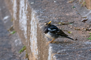 Pied-Thrush-(Geokichla-wardii)03