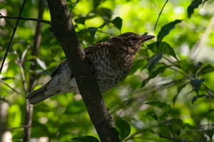 Pied-Thrush-(Geokichla-wardii)02
