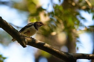 Pied-Thrush-(Geokichla-wardii)04