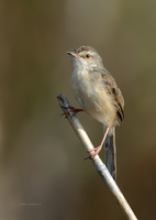 Plain-Prinia-(Prinia-inornata)10