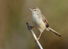 Plain-Prinia-(Prinia-inornata)09