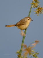Plain-Prinia-(Prinia-inornata)07