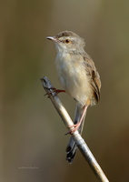 Plain-Prinia-(Prinia-inornata)11