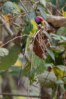 plum-headed-parakeet-(Psittacula-cyanocephala)