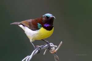 Purple-rumped-Sunbird-(Leptocoma-zeylonica)