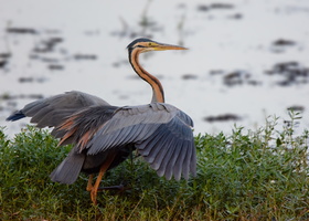 purple-heron-(Ardea-purpurea)
