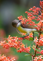 Purple-rumped-Sunbird-(Leptocoma-zeylonica)03