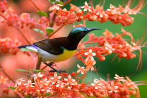 Purple-rumped-Sunbird-(Leptocoma-zeylonica)01