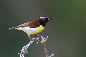 Purple-rumped-Sunbird-(Leptocoma-zeylonica)02