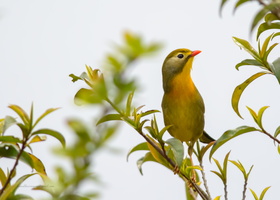 Red-billed-Leiothrix-(Leiothrix-lutea)