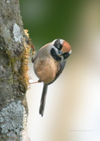 Red headed tit ( aegithalos iredalei)