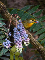Red-billed-Leiothrix-(Leiothrix-lutea)01