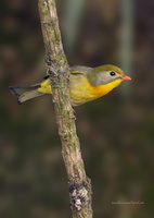 Red-billed-Leiothrix-(Leiothrix-lutea)03