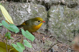 Red-billed-Leiothrix-(Leiothrix-lutea)02