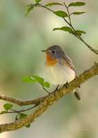 Red-breasted-Flycatcher-(Ficedula-parva)05