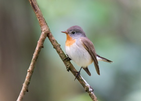 Red-breasted-Flycatcher-(Ficedula-parva)09