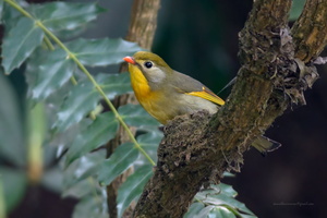 Red-billed-Leiothrix-(Leiothrix-lutea)04
