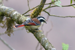 Red-tailed-Minla-(Minla-ignotincta)