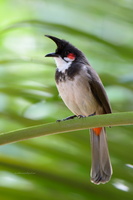 Red-whiskered-bulbul-(Pycnonotus-jocosus)