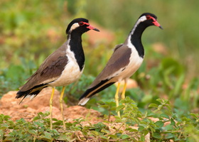 Red-wattled-Lapwing-(Vanellus-indicus)07