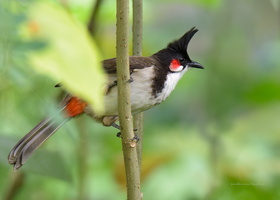Red-whiskered-bulbul-(Pycnonotus-jocosus)01