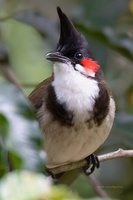 Red-whiskered-bulbul-(Pycnonotus-jocosus)02