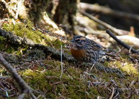 Rufous-breasted-Accentor-(Prunella-strophiata)