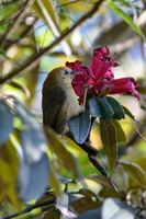 Rufous-capped-Babbler-(Stachyridopsis-ruficeps)
