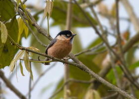 Rufous-fronted-Tit-(Aegithalos-iouschistos)01