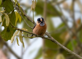 Rufous-fronted-Tit-(Aegithalos-iouschistos)