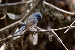 Rufous-gorgeted-Flycatcher-(Ficedula-strophiata)