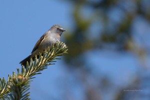 Rufous-gorgeted-Flycatcher-(Ficedula-strophiata)01