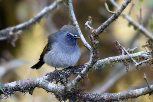 Rufous-gorgeted-Flycatcher-(Ficedula-strophiata)03