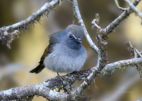 Rufous-gorgeted-Flycatcher-(Ficedula-strophiata)02