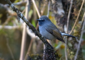 Rufous-gorgeted-Flycatcher-(Ficedula-strophiata)04