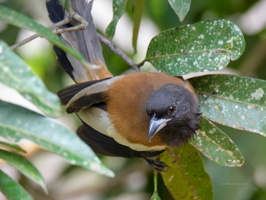 Rufous-Treepie-(Dendrocitta-vagabunda)02