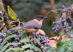 Rufous-Sibia-(Heterophasia-capistrata)