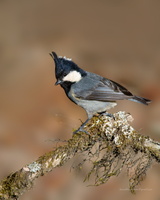 Rufous-vented-Tit-(Periparus-rubidiventris)