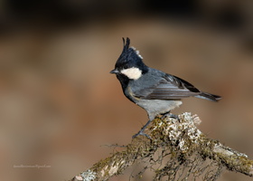 Rufous-vented-Tit-(Periparus-rubidiventris)01