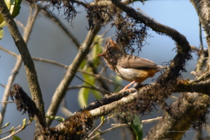 Rufous-vented-yuhina-(Yuhina-occipitalis)