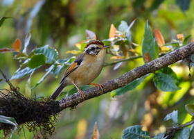 Rufous-winged-Fulvetta-(Alcippe-castaneceps)01