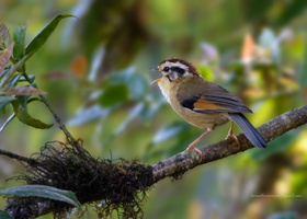 Rufous-winged-Fulvetta-(Alcippe-castaneceps)
