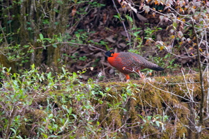 Satyr-Tragopan-(Tragopan-satyra)01