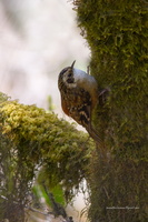 Rusty-flanked-Treecreeper-(Certhia-nipalensis)