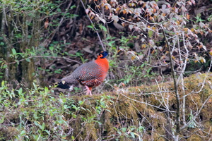 Satyr-Tragopan-(Tragopan-satyra)