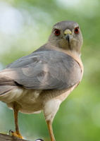 Shikra-(Accipiter-badius)04