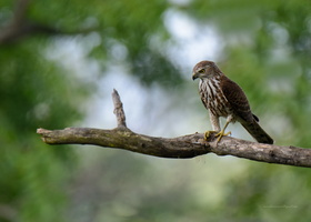 Shikra-(Accipiter-badius)03